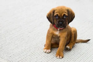 Getting a Dog Soon? 5 Things to Know Beforehand